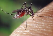 Houston-area residents: Need help with mosquitoes? This is how to request help, what’s offered where you live