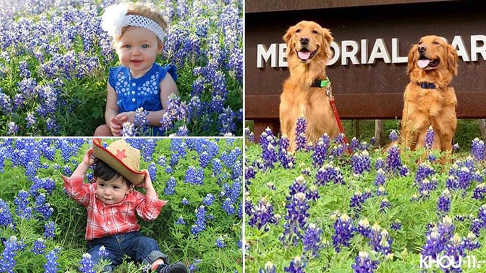 Texas wildflowers: Where to find best bluebonnets from Houston to the Hill Country